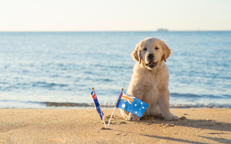 dog on beach in Australia